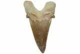Serrated Sokolovi (Auriculatus) Shark Tooth - Dakhla, Morocco #225211-1